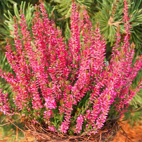 Вереск Диско Квин изображение 1 артикул 68628