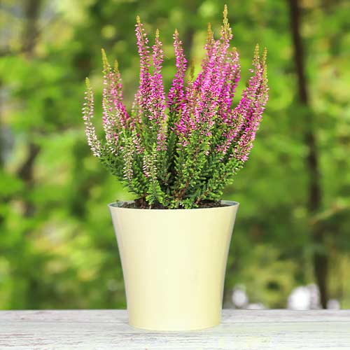 Вереск обыкновенный Дуня изображение 1 артикул 5437