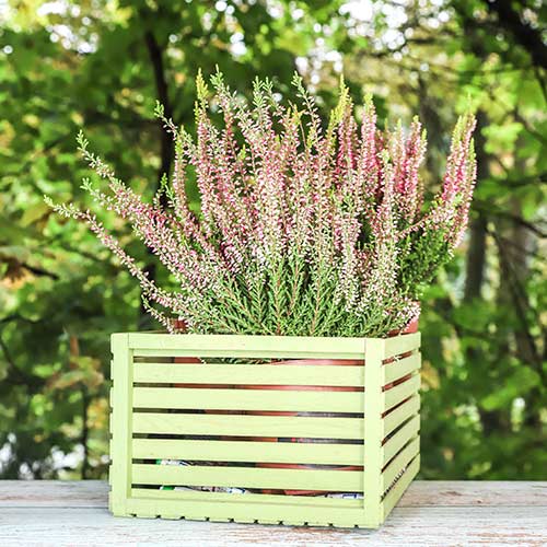 Вереск обыкновенный Елена изображение 1 артикул 5434