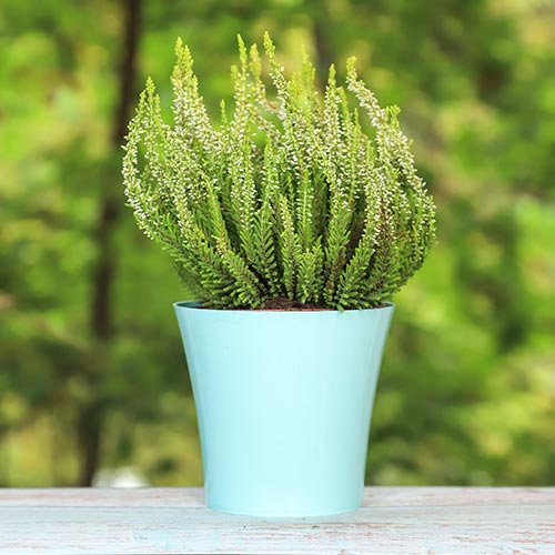 Вереск обыкновенный Элиза изображение 1 артикул 5438