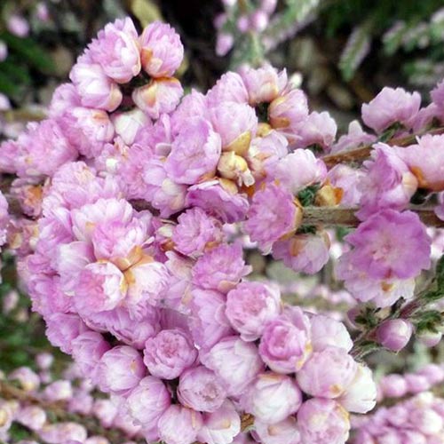 Вереск обыкновенный Элси Пурнелл изображение 1 артикул 01027