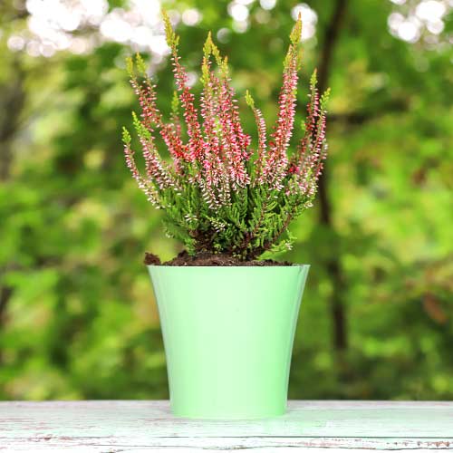 Вереск обыкновенный Франка изображение 1 артикул 5439