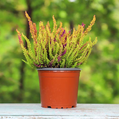 Вереск обыкновенный Голден Эндж изображение 1 артикул 5426