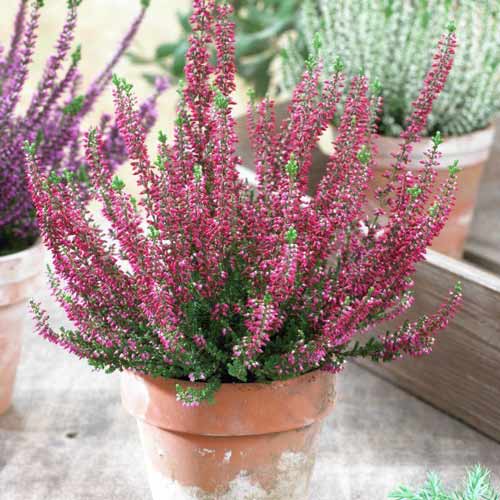 Вереск Голландия изображение 1 артикул 68627