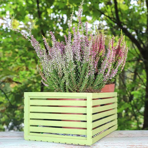 Вереск обыкновенный Лили изображение 1 артикул 5435