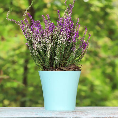 Вереск обыкновенный Лизбет изображение 1 артикул 5423