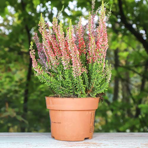 Вереск обыкновенный Мартина изображение 1 артикул 5436