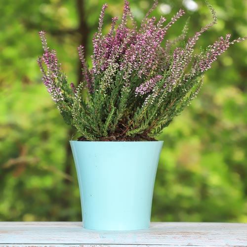 Вереск обыкновенный Пинк Беттина изображение 1 артикул 5433