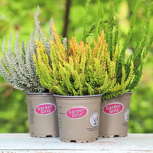 Вереск обыкновенный Trio Girls Атен/Хильда/ Хелена изображение 1 артикул 5428