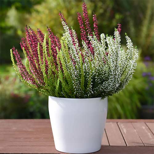 Вереск обыкновенный Trio Girls Атен/Хильда/Зельда изображение 1 артикул 5427