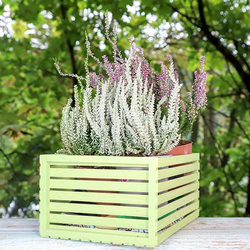 Вереск обыкновенный Trio Girls Зелия/Зили/Зельда изображение 1 артикул 5430