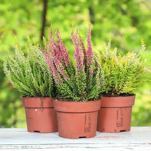 Вереск обыкновенный Trio Girls Зелия/Зили/Зое изображение 1 артикул 5429