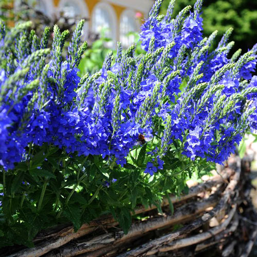 Вероника Роял Блю изображение 2 артикул 68633