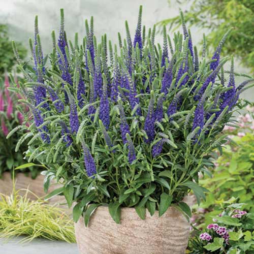 Вероника Блю изображение 1 артикул 76149