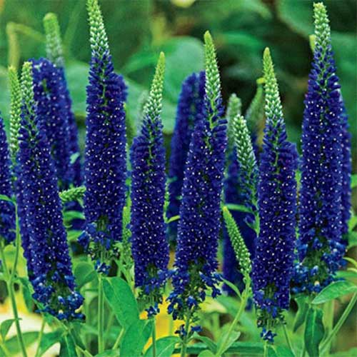 Вероника Ферст Глори изображение 1 артикул 01318