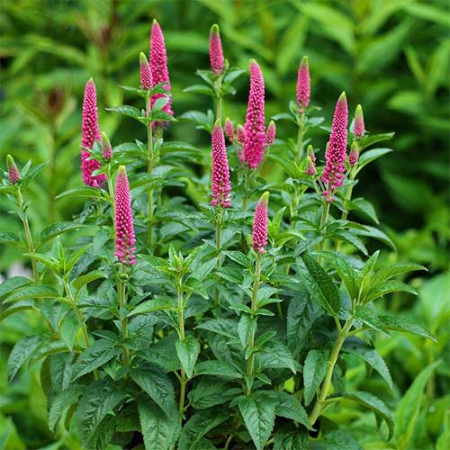 Вероника Ферст Лав изображение 1 артикул 01319