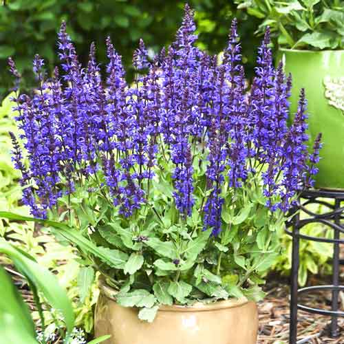 Вероника Мэджик Шоу изображение 1 артикул 01316