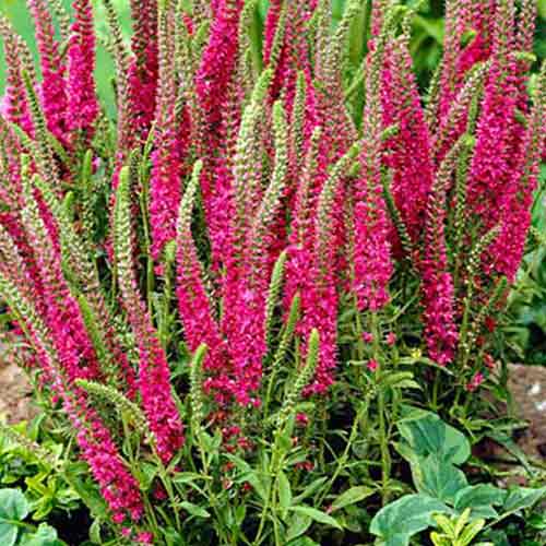 Вероника Ред изображение 1 артикул 76522