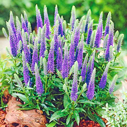 Вероника Спиката Блю Эксплоужен изображение 1 артикул 70453