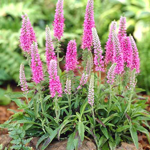 Вероника Спиката Хайдекинд изображение 1 артикул 70454