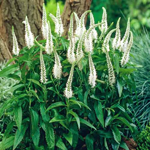 Вероника Вайт изображение 1 артикул 76151