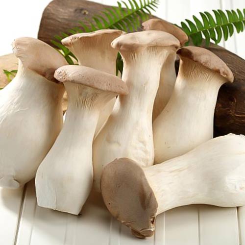 Вешенка королевская изображение 2 артикул 9731