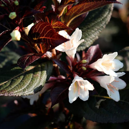 Вейгела цветущая Блэк энд Вайт изображение 1 артикул 01019