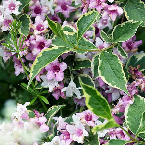 Вейгела цветущая Нана Вариегата изображение 1 артикул 01021