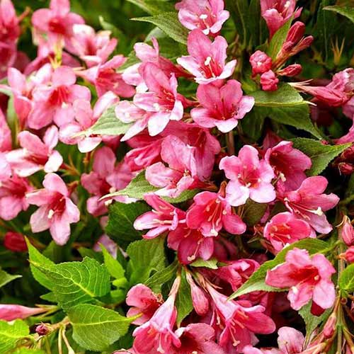 Вейгела цветущая Пикобелла Роуз изображение 1 артикул 01023