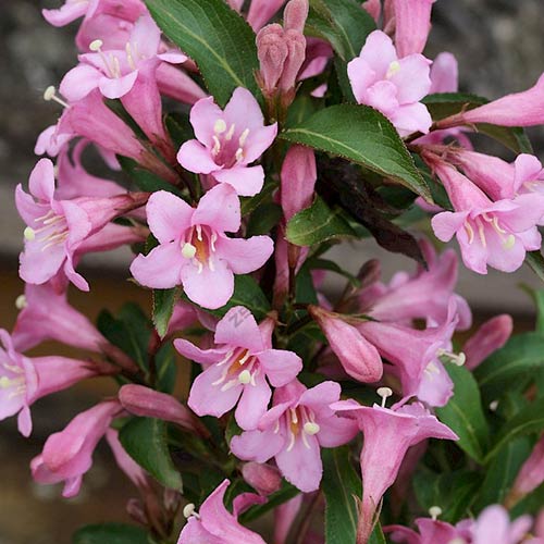 Вейгела цветущая Пинк Поппет изображение 1 артикул 01024