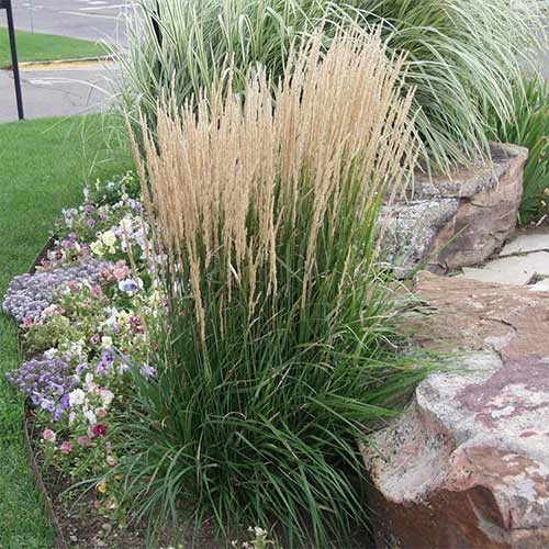 Вейник остроцветковый Карл Форстер изображение 1 артикул 01313