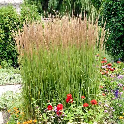 Вейник Овердам изображение 1 артикул 01314