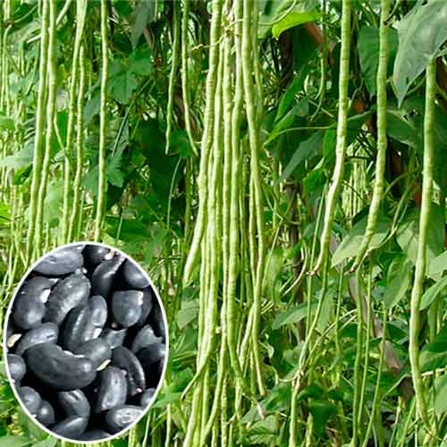 Вигна Блэк Сид изображение 1 артикул 71291