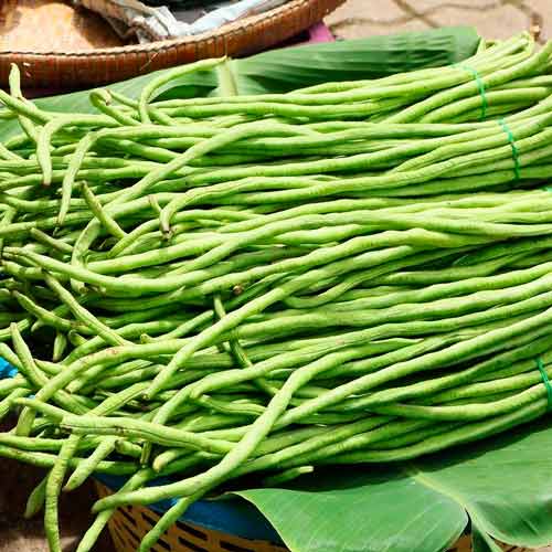 Вигна Браун Сид изображение 1 артикул 71292