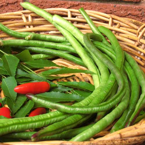 Вигна Каланча изображение 1 артикул 65199