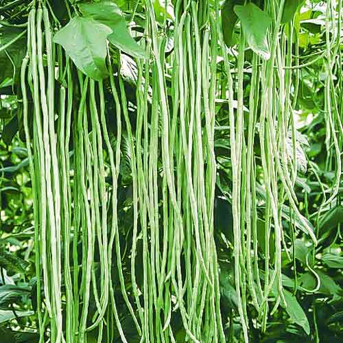 Вигна Каланча изображение 2 артикул 65199