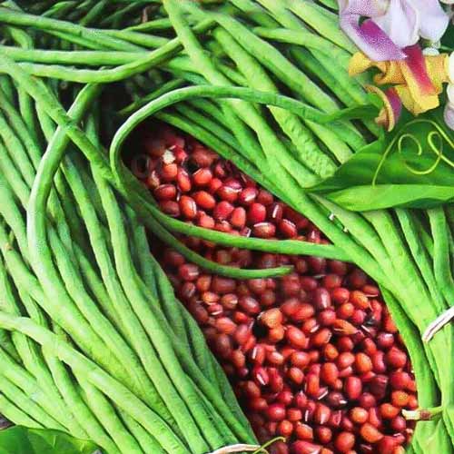 Вигна Ред Сид изображение 1 артикул 71293