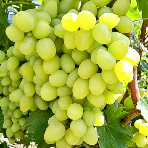 Виноград Аркадия изображение 1 артикул 7303