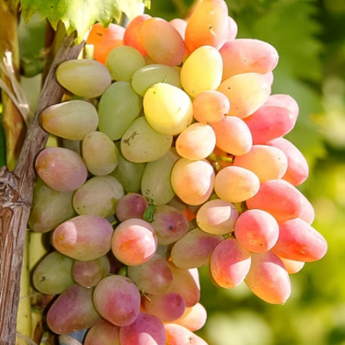 Виноград Арочный изображение 1 артикул 7304