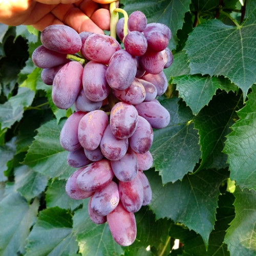 Виноград Байконур изображение 1 артикул 7349