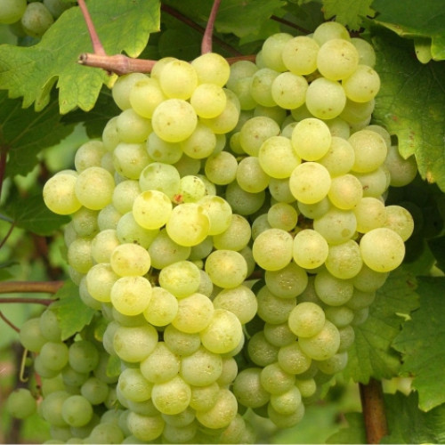 Виноград Бианка изображение 1 артикул 7334