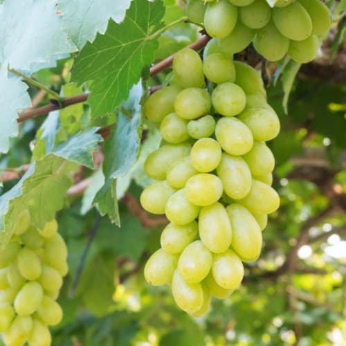 Виноград Большой Билли изображение 1 артикул 7384