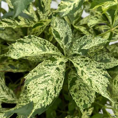 Виноград девичий Star Showers изображение 1 артикул 5866