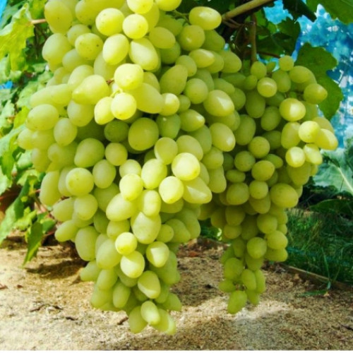 Виноград Долгожданный изображение 1 артикул 7355