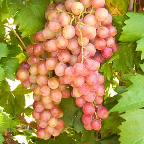 Виноград Гурман лакомка изображение 1 артикул 6965