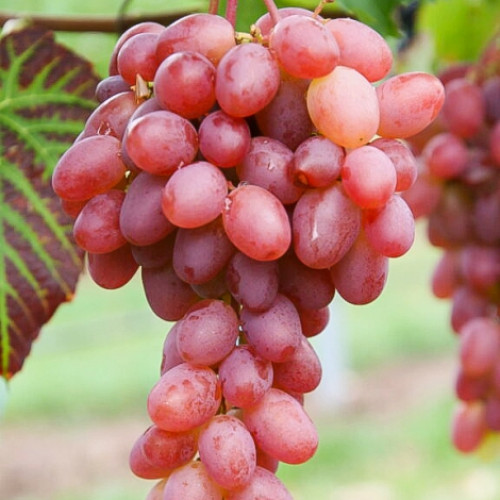 Виноград Гурман ранний изображение 1 артикул 7354