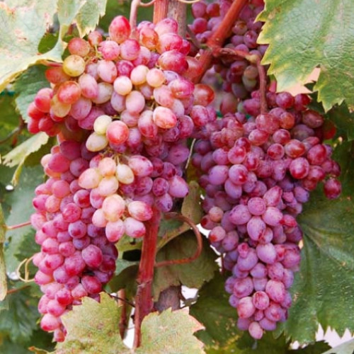 Виноград кишмиш Кинг Руби артикул фото 1 Виноград кишмиш Кинг Руби изображение 1 артикул 7311