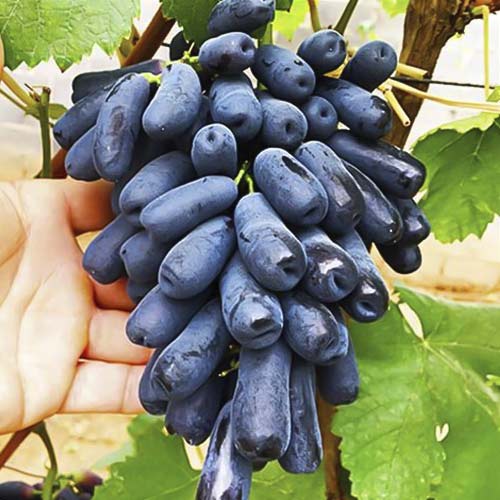 Виноград кишмиш Прайм Сидлис изображение 1 артикул 9651