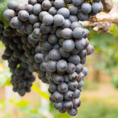 Виноград кишмиш черный артикул фото 1 Виноград кишмиш черный изображение 1 артикул 7317