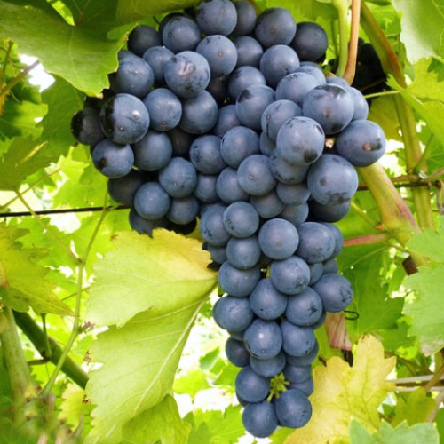 Виноград кишмиш Изумруд изображение 1 артикул 7670